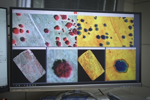 Un consorcio liderado por el IAS-CSIC desarrollará un sistema automatizado de alerta temprana de mortalidad de pinares y encinares